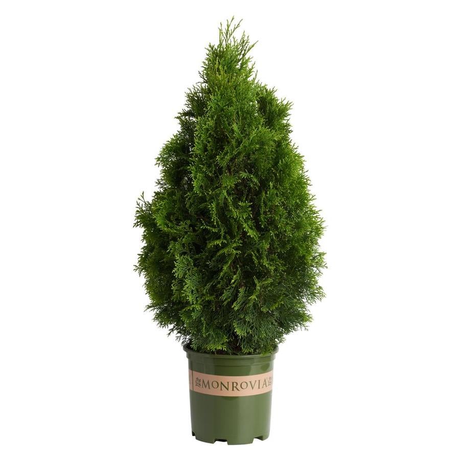 Monrovia 1 6 Gallon Emerald Arborvitae Screening Shrub In Pot Monrovia 1 6 Gallon Emerald Arborvitae Screening Shrub In Pot