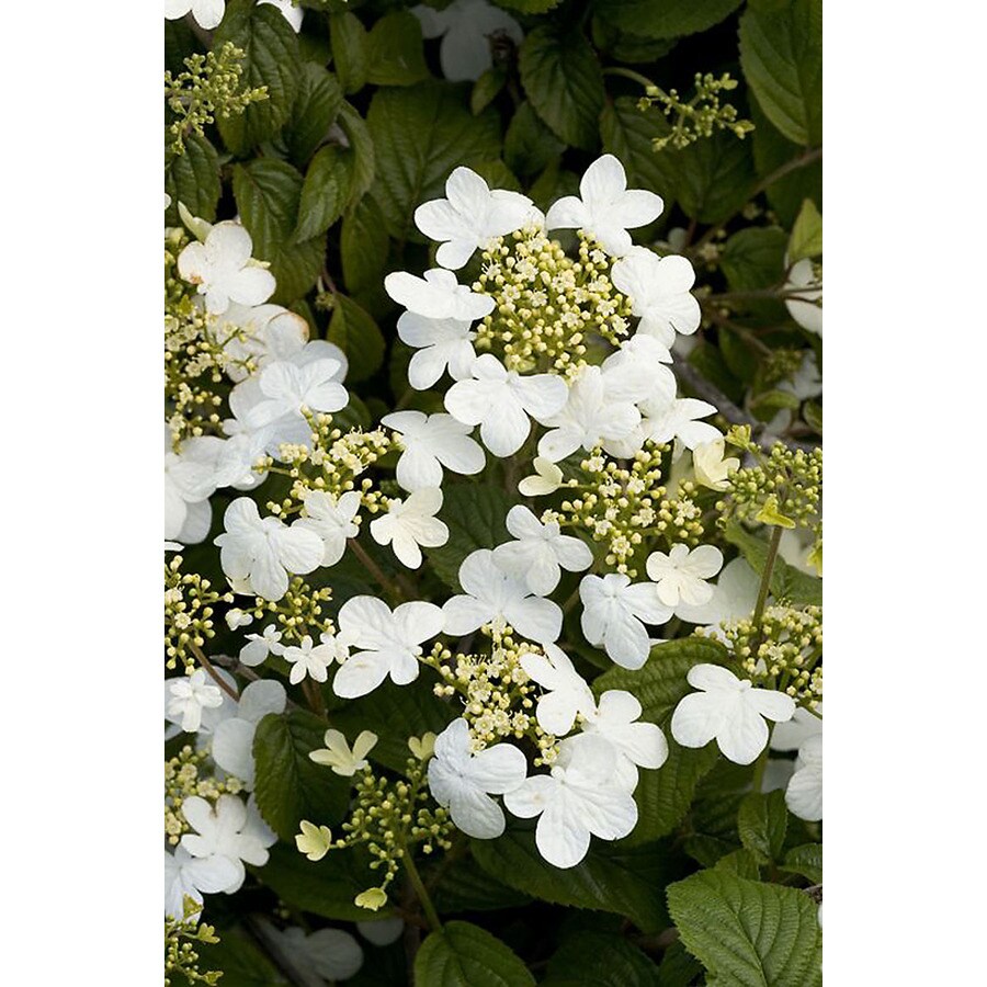 Monrovia White Summer Snowflake Viburnum Flowering Shrub in Pot (With ...