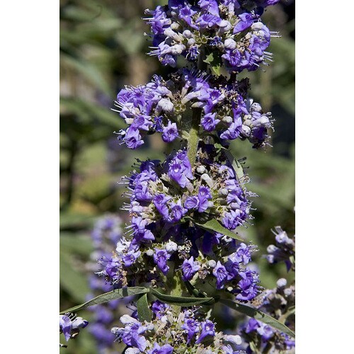 Monrovia 3.58-Gallon Purple Chaste Tree Flowering Shrub in ...