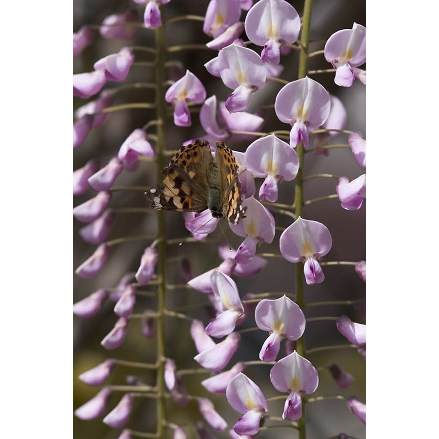 Monrovia Pink Japanese Wisteria