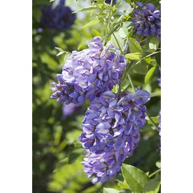 Plants Planters At Lowesforpros Monrovia 3 6 Gallon Amethyst Falls American Wisteria