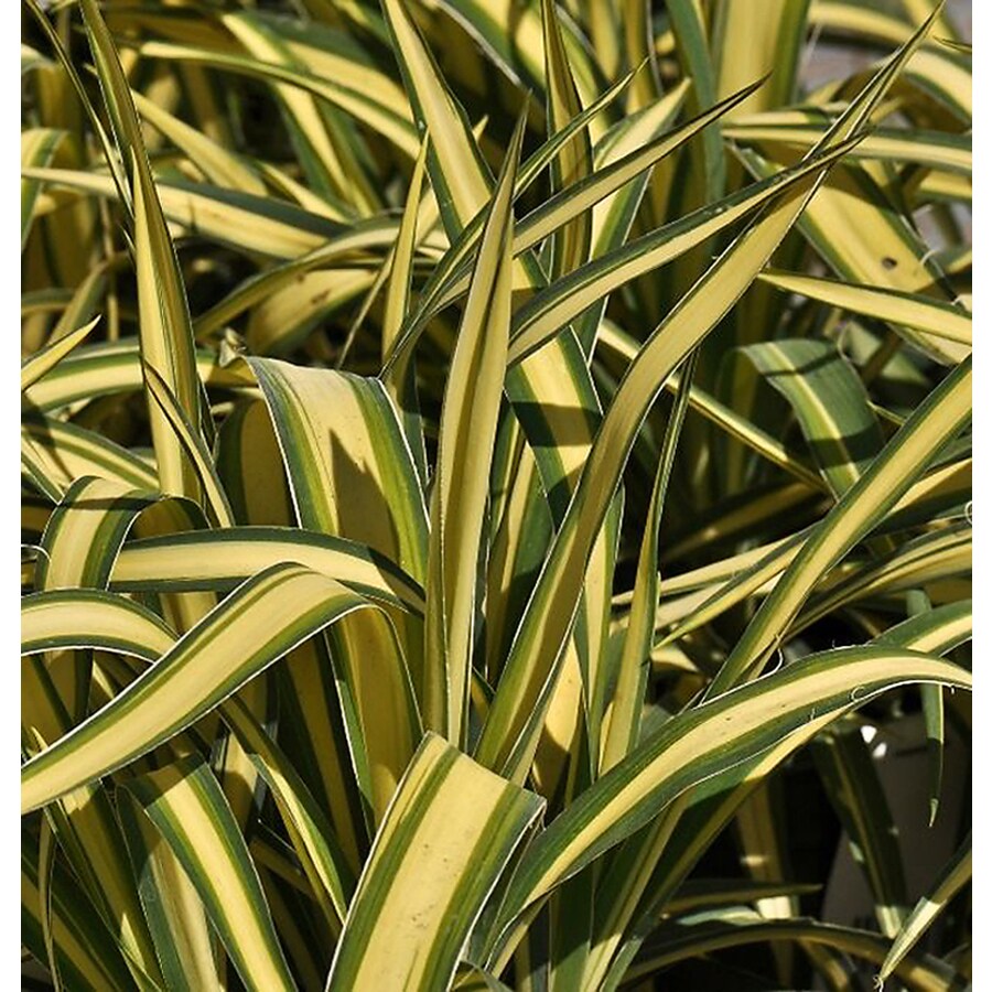 Monrovia Yucca Filamentosa �Golden Sword� in at