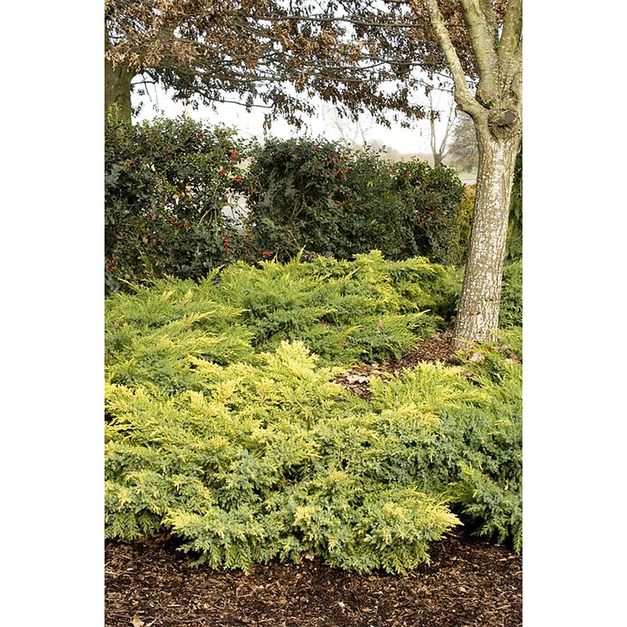 Monrovia Daub's Frosted Juniper Foundation/Hedge Shrub in Pot (With ...