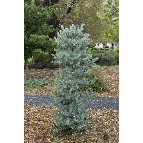 Monrovia 3.58-Gallon Icee Blue Yellow-wood Feature Tree in Pot in the ...