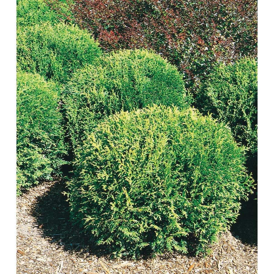 Little Giant Arborvitae Accent Shrub In Pot With Soil L3764 At Little Giant Arborvitae Accent Shrub In Pot With Soil L3764