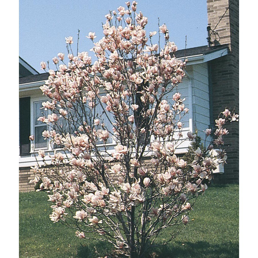 2 Gallon Pink Saucer Magnolia Flowering Tree L3188 At.