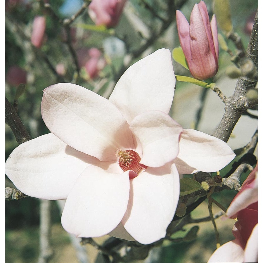 Lowe's NURSERY 3.58-GAL MAGNOLIA ALEXANDRIA