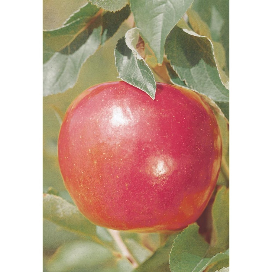 3.25-Gallon Jonathan Apple Tree (L3201) at Lowes.com