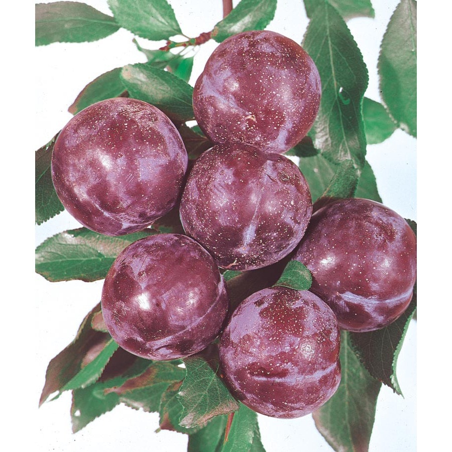 Prunus Domestica Blue Damson Tree L4565 At 