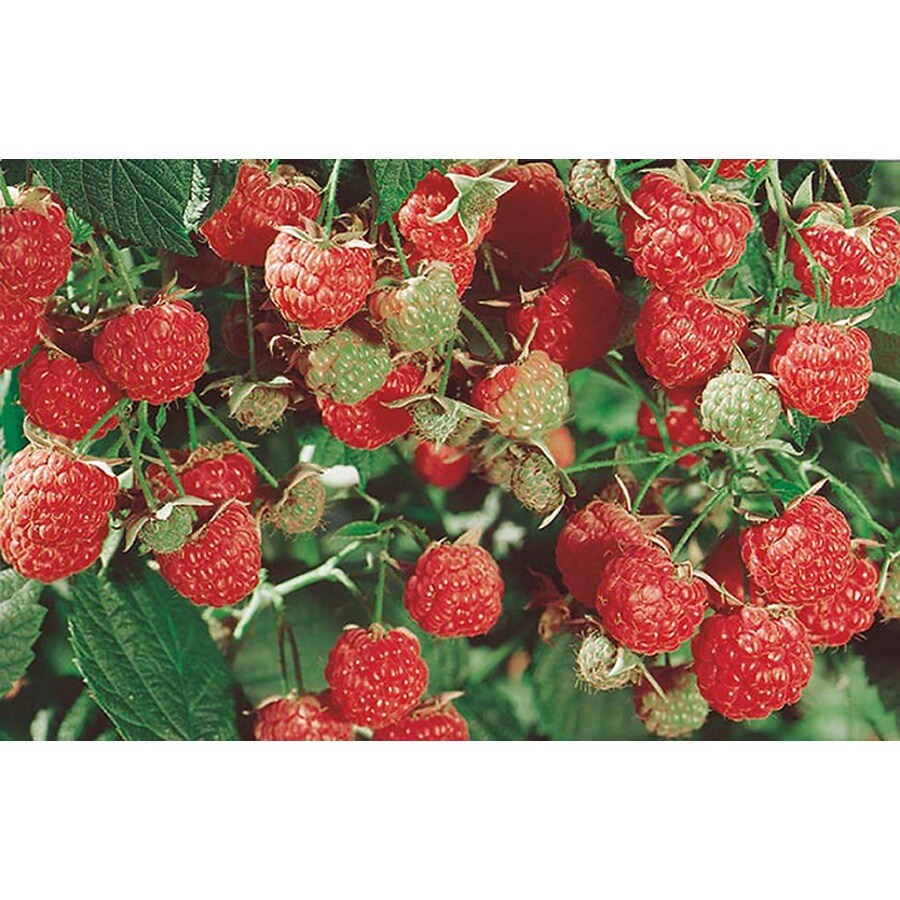 1.5Gallon Raspberry Small Plant (L5813) at