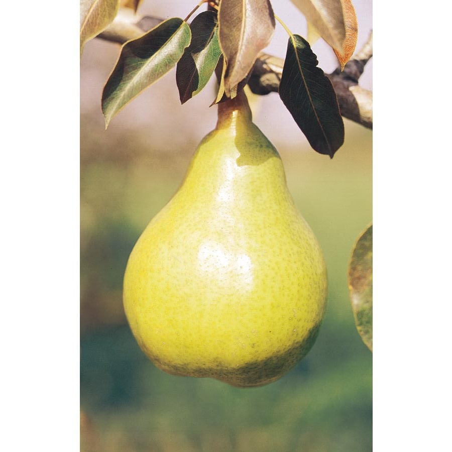 3 25 Gallon Dwarf Kieffer Pear Tree L1388 At Lowes 3 25 Gallon Dwarf Kieffer Pear Tree L1388