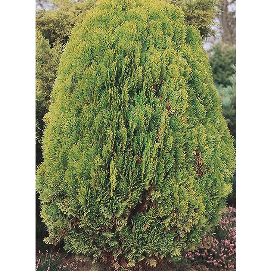 Arborvitae Feature Shrub in Pot (With Soil) (L6753) at
