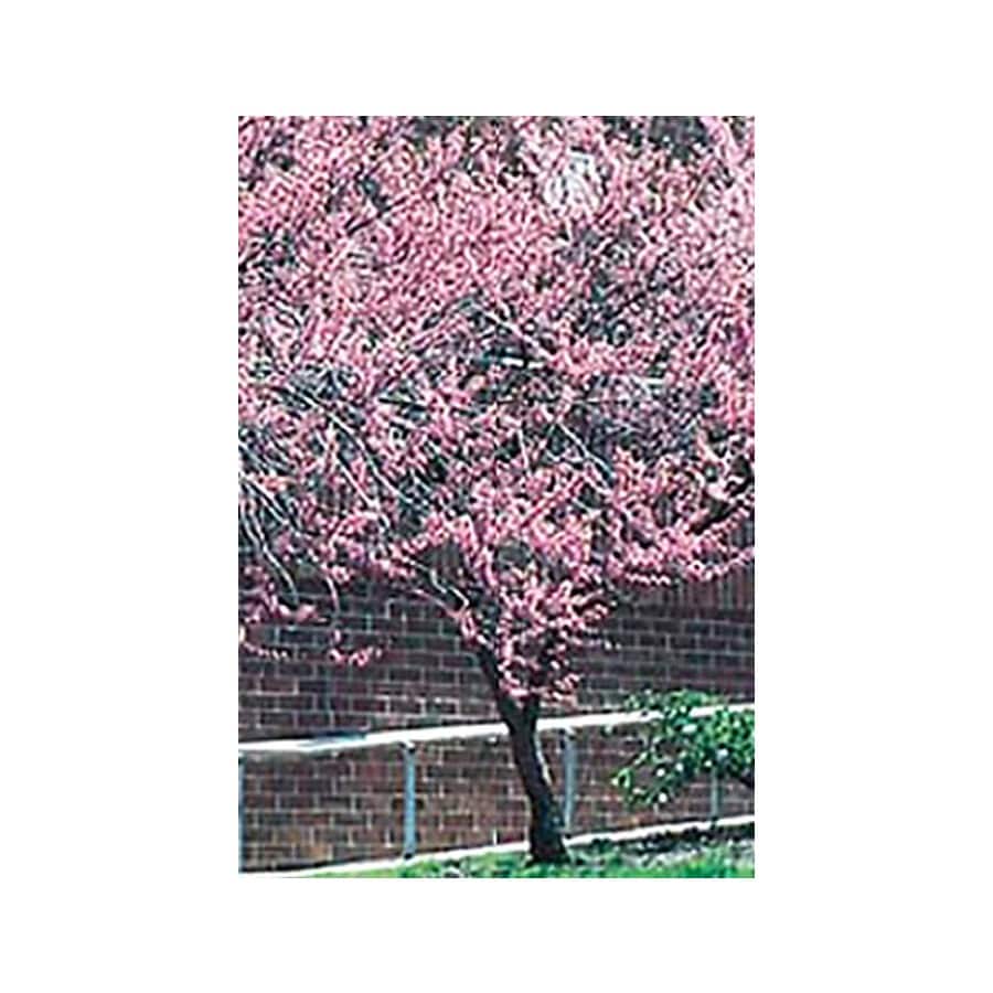 5.5Gallon Pink Redbud Flowering Tree in Pot (With Soil) (L11838) at