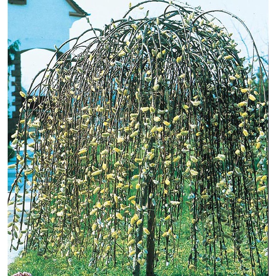 Weeping Willow Varieties