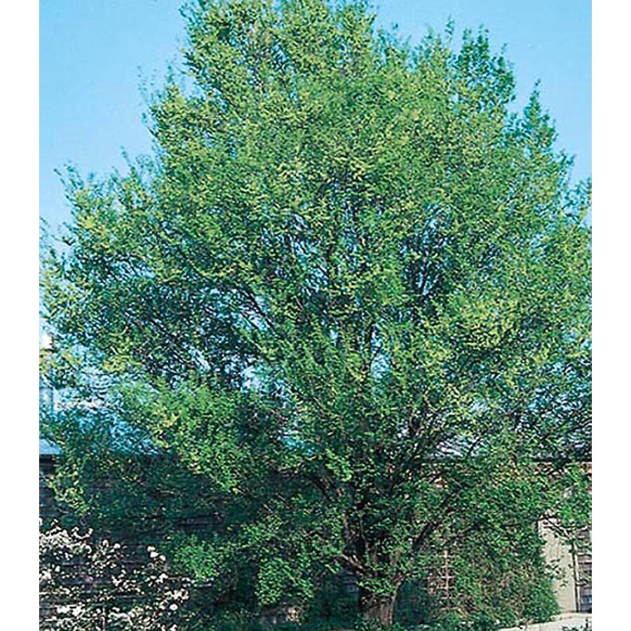 3.25-Gallon Allee Elm Shade Tree in Pot (With Soil) (L7839) at Lowes.com