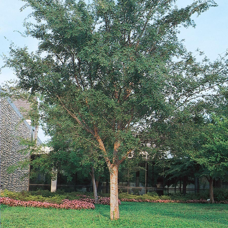 5 5 Gallon Drake Elm Shade Tree In Pot With Soil L4612 At