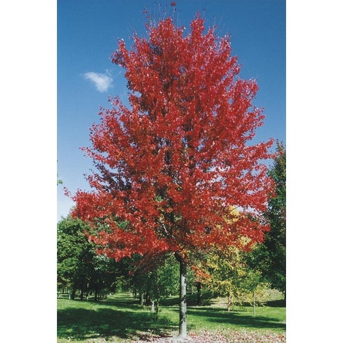 10.25-Gallon Autumn Blaze Maple Shade Tree in Pot (L1123) in the Trees ...