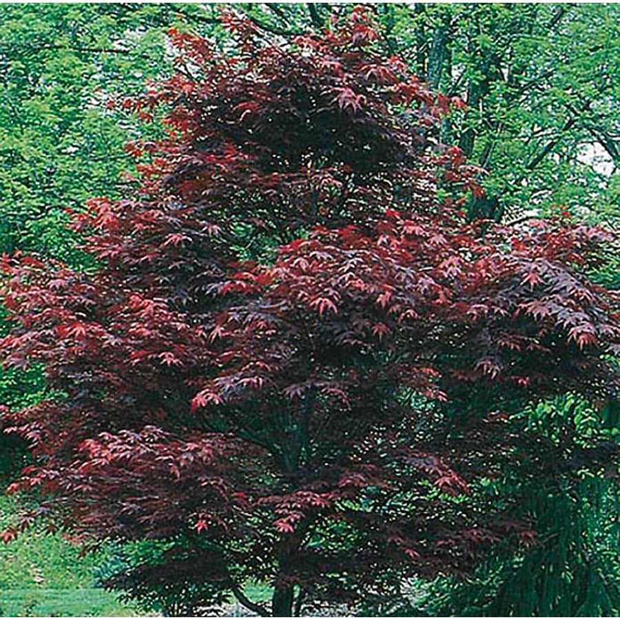 Shop 5 5 Gallon Dwarf Red Japanese Maple Feature Tree L17076 At Lowes Com   015415350978 