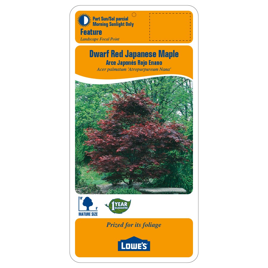 5.5-Gallon Dwarf Red Japanese Maple Feature Tree in Pot (L17076) in the ...