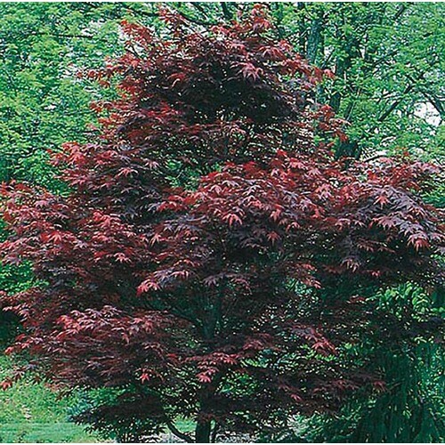 5 5 Gallon Dwarf Red Japanese Maple Feature Tree In Pot L In The Trees Department At Lowes Com