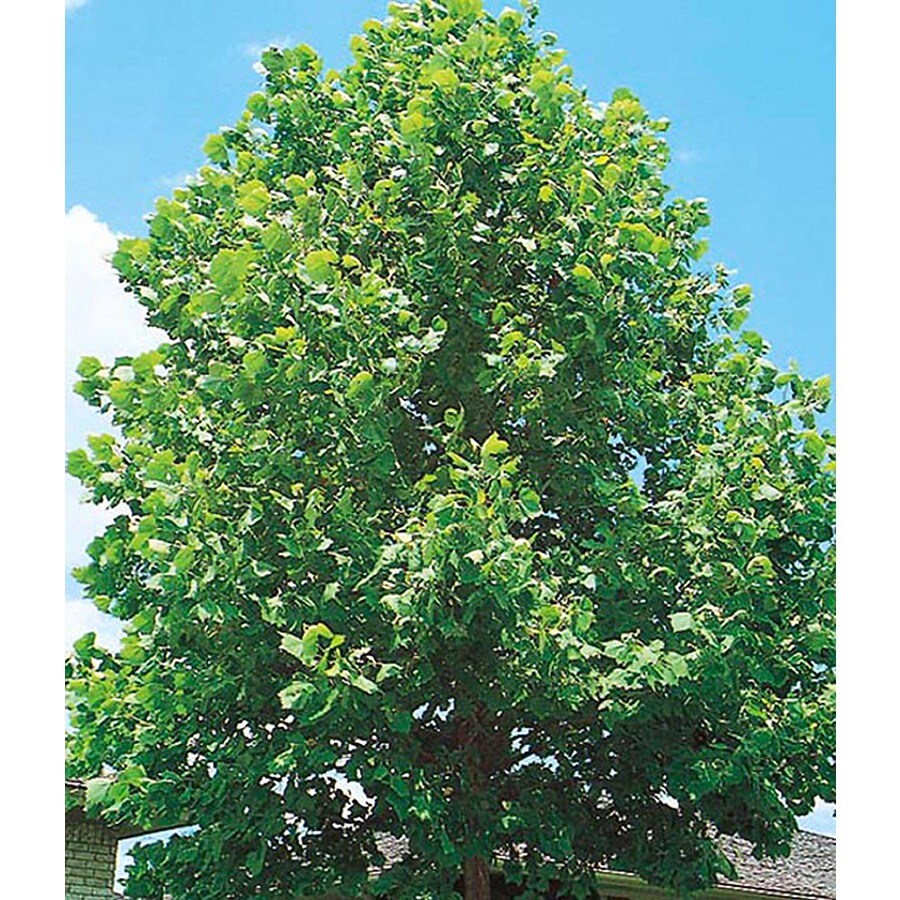 10 25 Gallon Sycamore Tree Shade L1049 At Lowes 10 25 Gallon Sycamore Tree Shade L1049