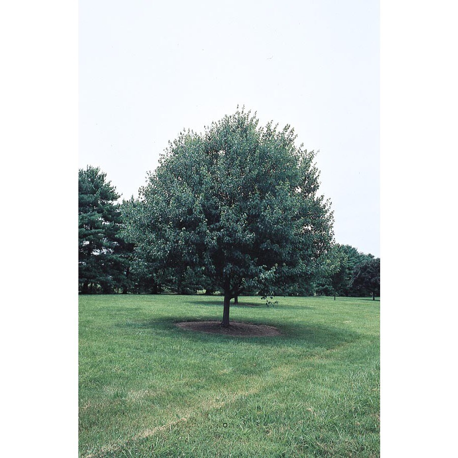 best 28 trim a tree lowes tree pruning basics how to best 28 trim a tree lowes tree pruning basics how to