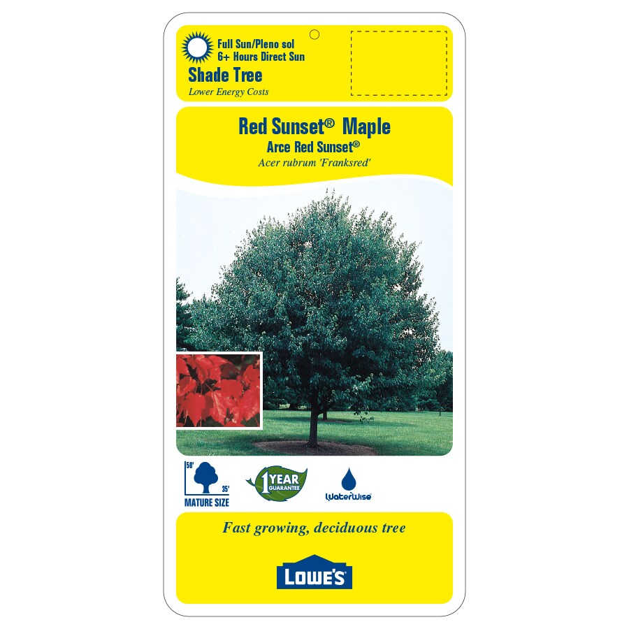 10.25-Gallon Red Red Sunset Maple Shade Tree in Pot (L1129) in the ...