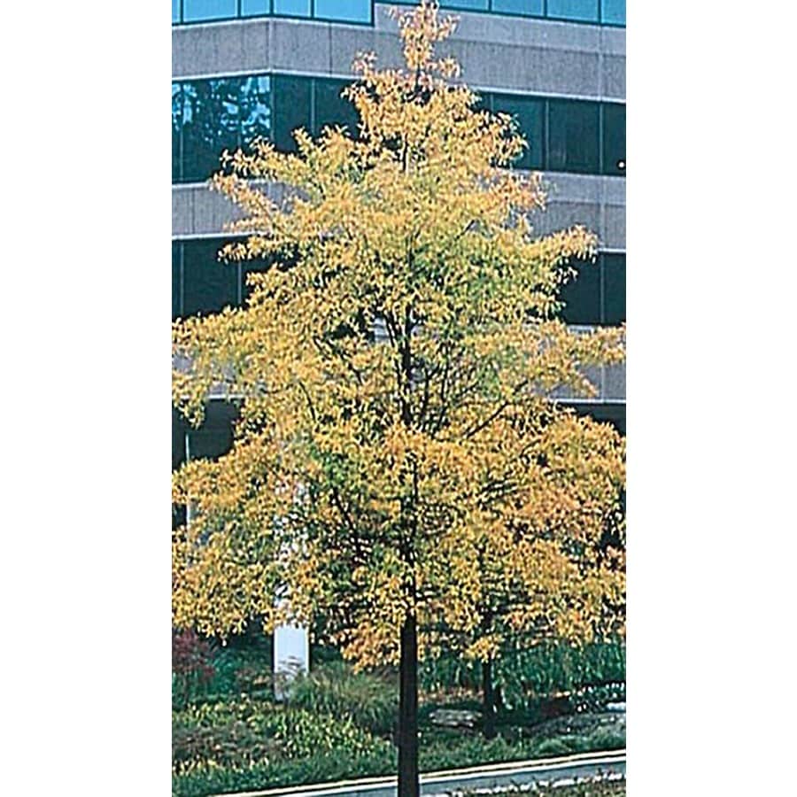 28.5Gallon Willow Oak Shade Tree in Pot (With Soil) (L1407) at