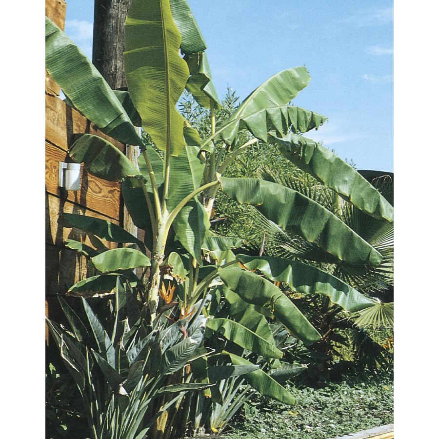 Banana plant lowes Idea