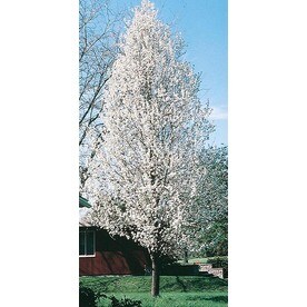 5.5-Gallon White Cleveland Select Pear Flowering Tree in Pot (With Soil) (L5397)