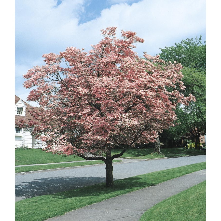 5.5-Gallon Pink Flowering Dogwood Flowering Tree in Pot ...