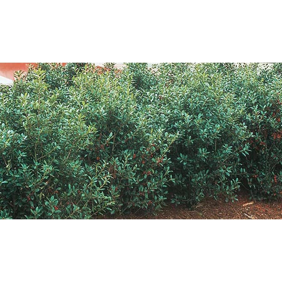 Needlepoint Holly Foundation/Hedge Shrub in Pot (With Soil) (L3517) at