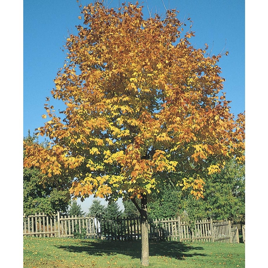 mature sugar maple trees for sale