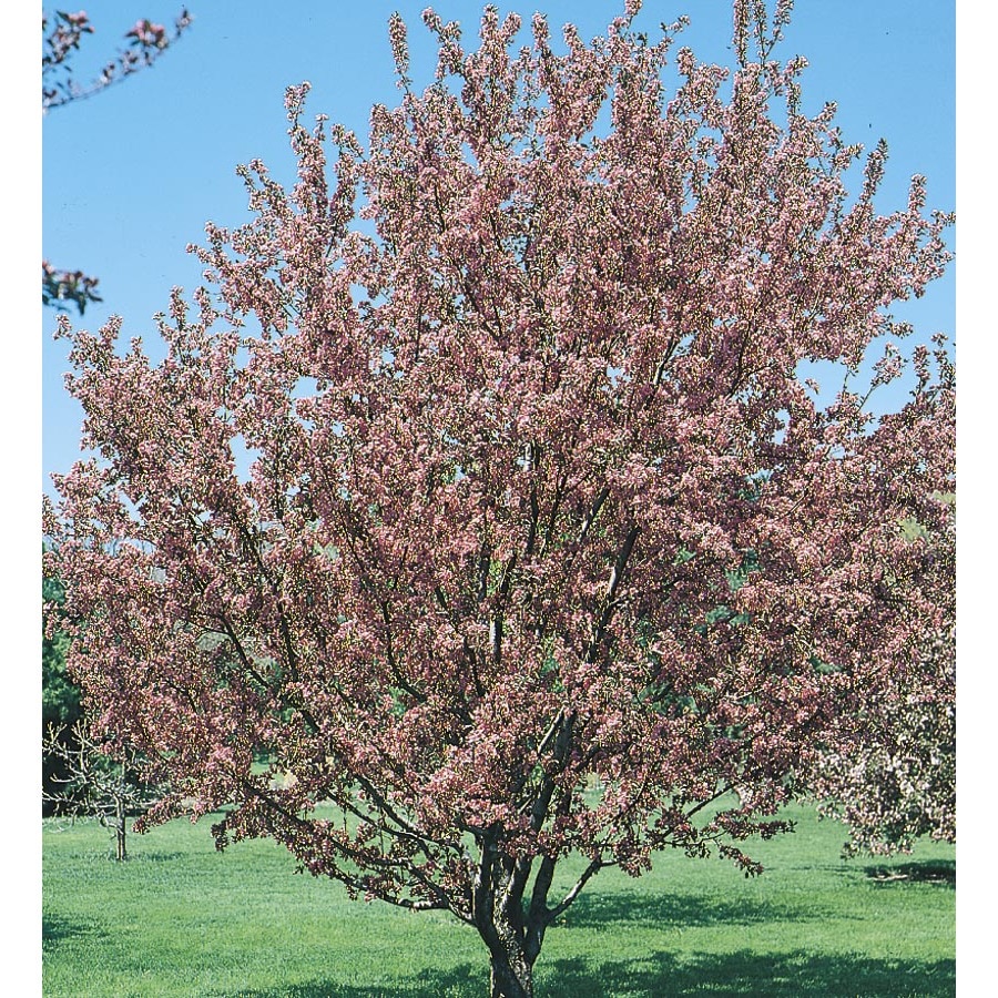 3.25-Gallon Multicolor Flowering Crabapple Flowering Tree ...