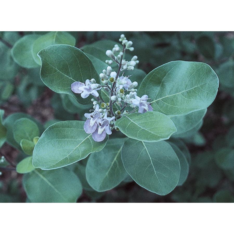 Blue Chaste Tree Accent Shrub in Pot (With Soil) (L7195)