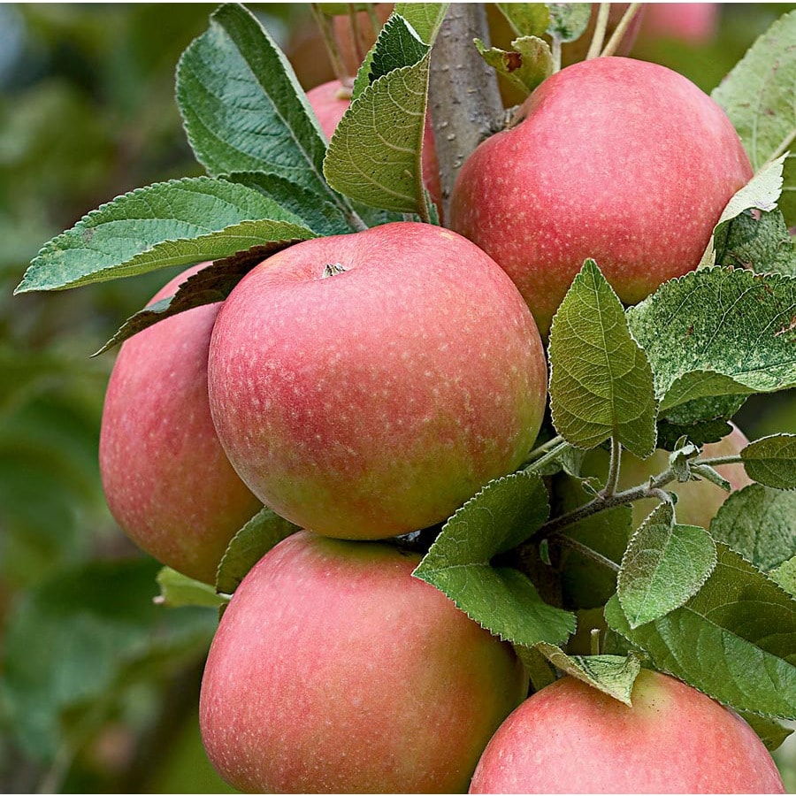 3.25Gallon Pink Lady Apple Tree (L26007) at