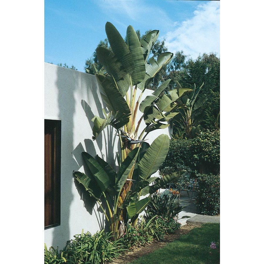 Bicolor White Bird Of Paradise Flowering Shrub in Pot (With Soil