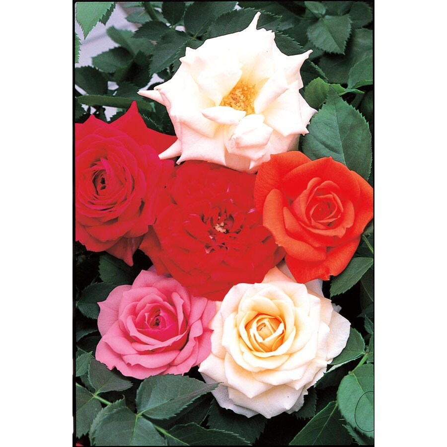 Roses At Lowes Mixed Orted Miniature Roses L11449