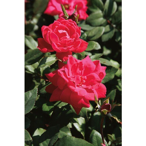 Knock Out In Red Double Knock Out Rose Lw02389 At Lowes Com