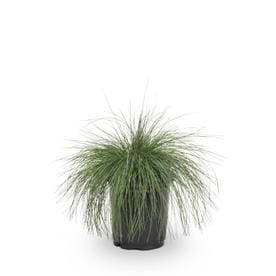 1-Quart Festuca Glauca in Pot (L20132)
