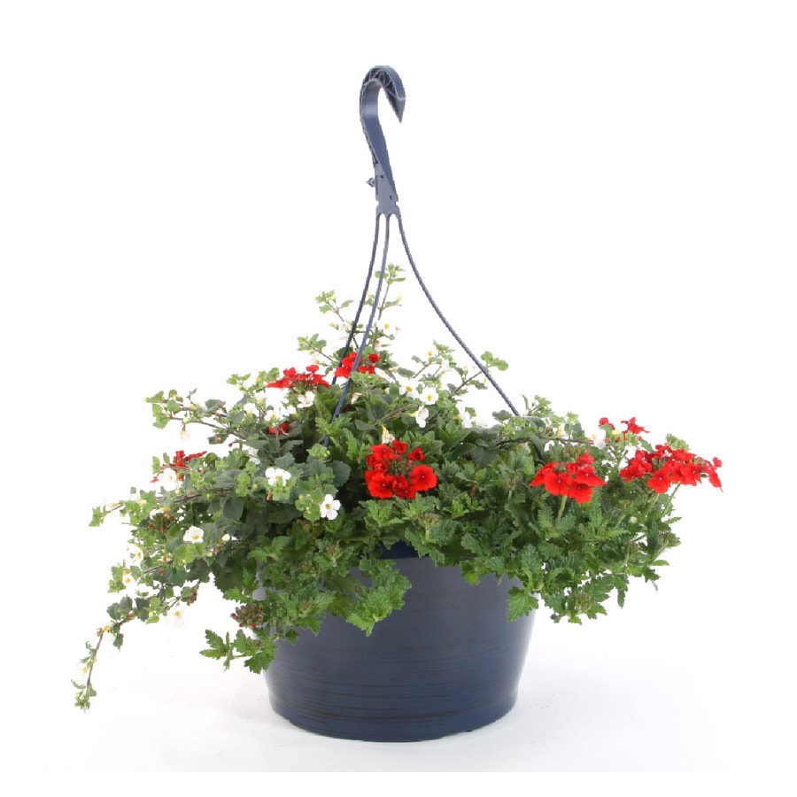 2 Gallon Multicolor Combo In Hanging Basket At Lowes Com   020536001418 