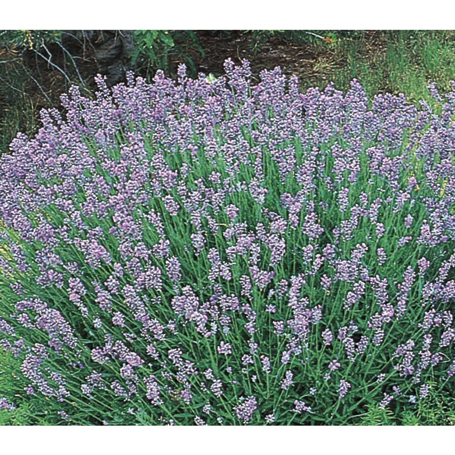 Lavender At Lowes Lavender Plant