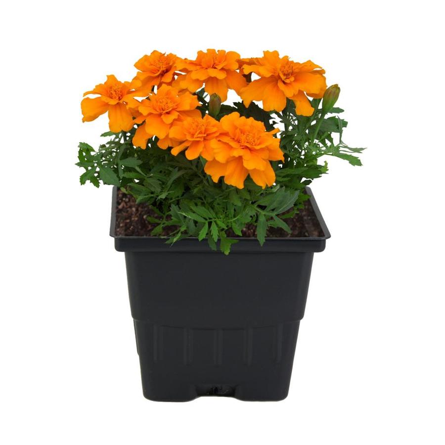 How To Grow French Marigold In Pots - Plant this summer flower now to repel bugs in your veggie garden