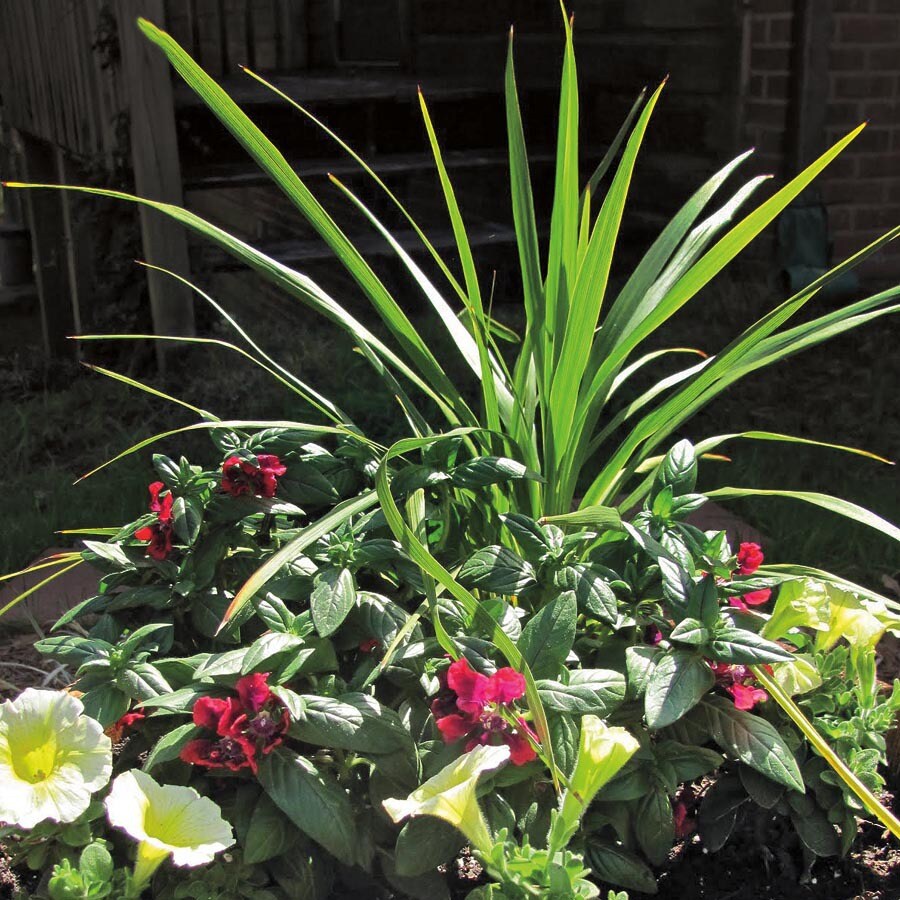 In Dracaena (Ltl0028) at