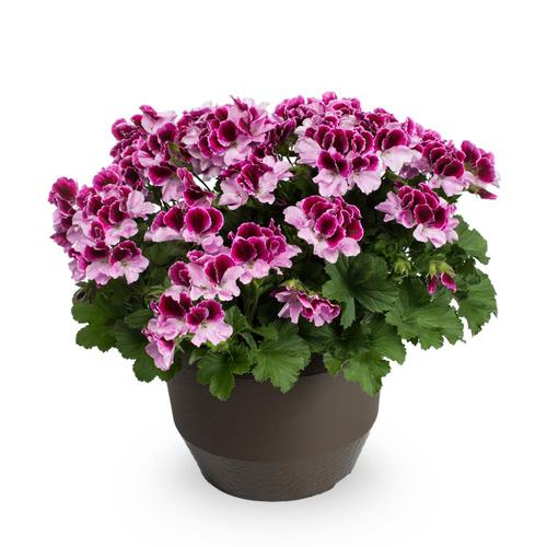 1.75-Gallon Multicolor Geranium in Planter (L9583) in the Annuals ...