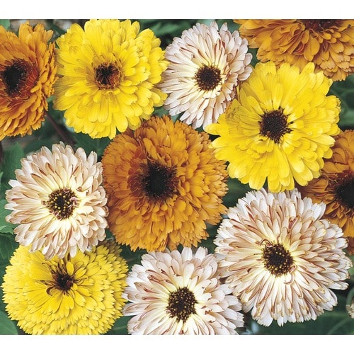 1.5-Pint Multicolor Calendula in Pot (L17862) in the ...