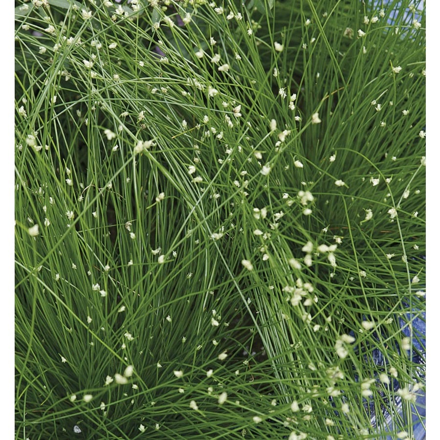 2 5 Quart Fiber Optic Grass LW02643 At Lowes Com   020536003214 