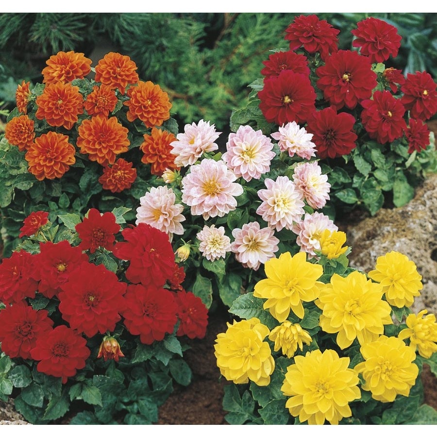 6-Pack Multicolor Dahlia in Tray (L3480)