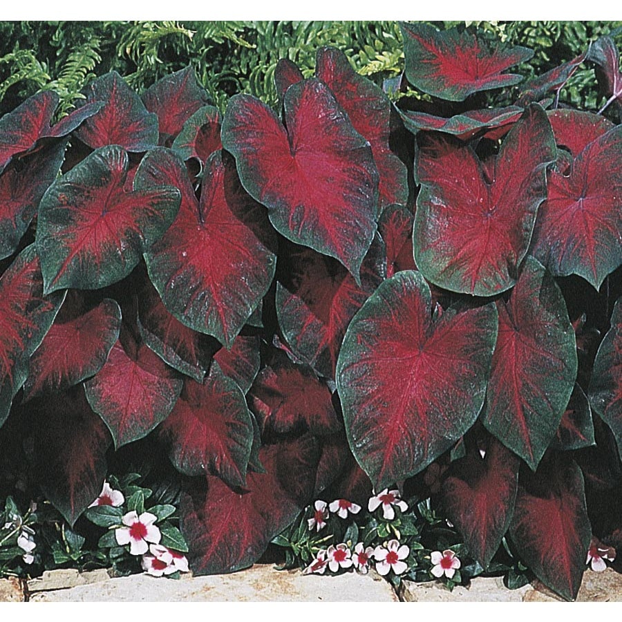 Monrovia 2.5-Quart Insignificant Postman Joyner Caladium (Lb21113) at