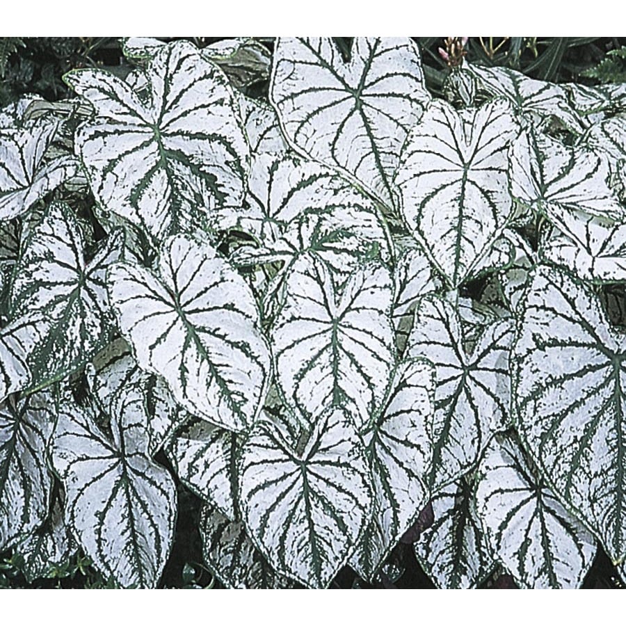 Caladiums White Christmas 